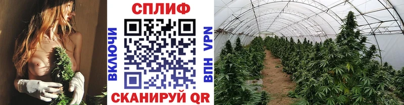 сайты даркнета телеграм  Майкоп  Каннабис White Widow  МЕГА ONION 